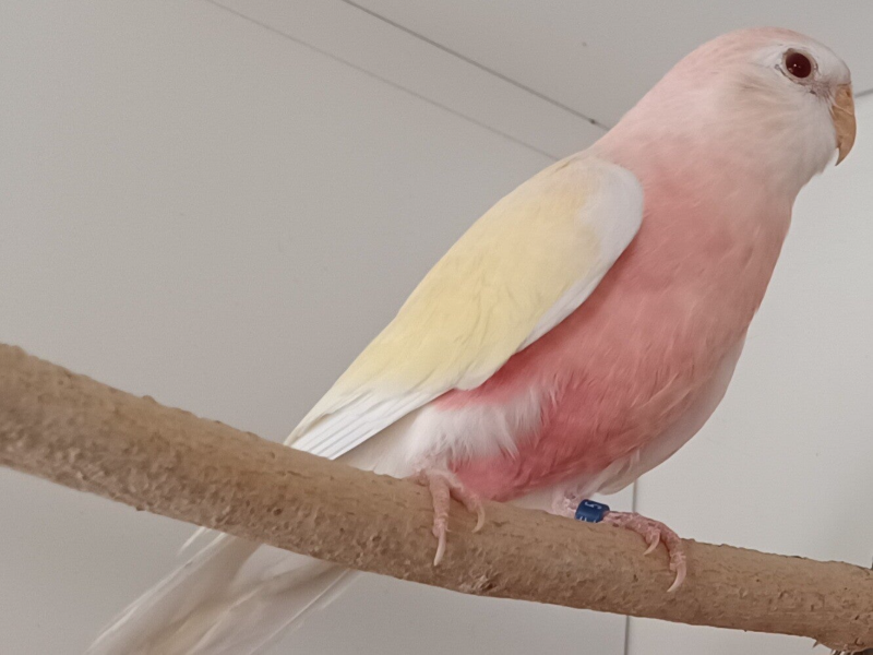 Bourkesittich Henne Lutino