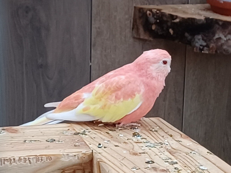 Bourkesittich Henne Rubino