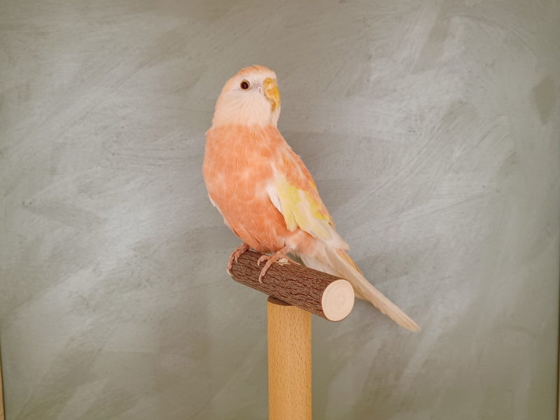 Bourkesittich Henne Rubino