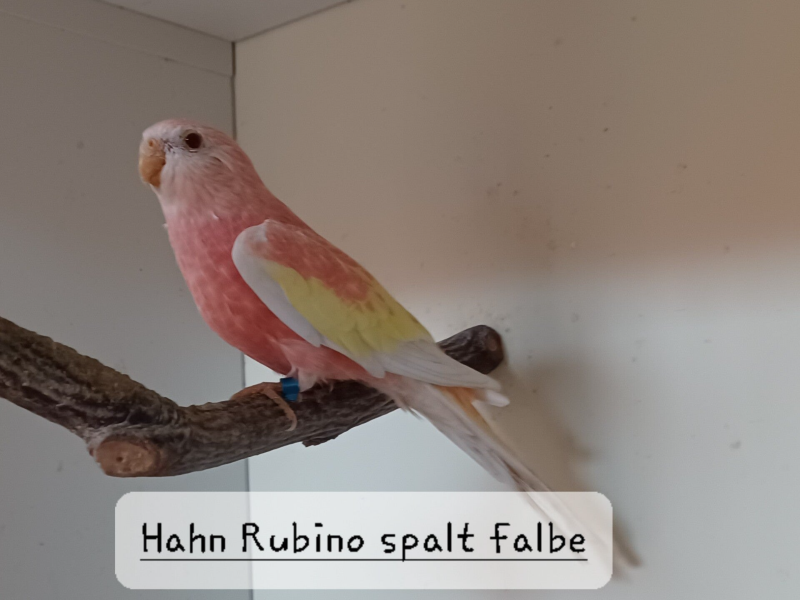 Bourkesittich Hahn Rubino
