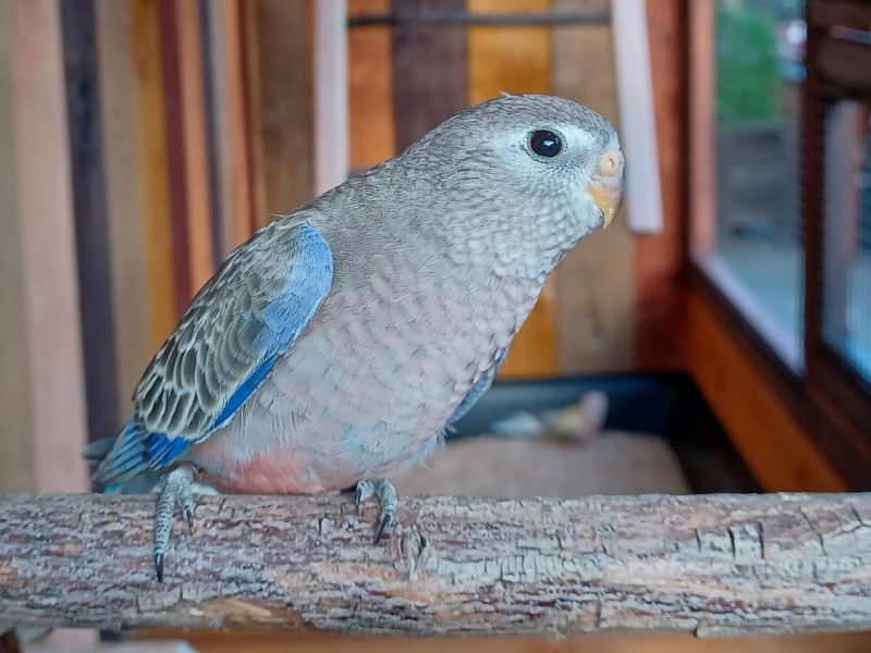 Bourkesittich wildfarbe