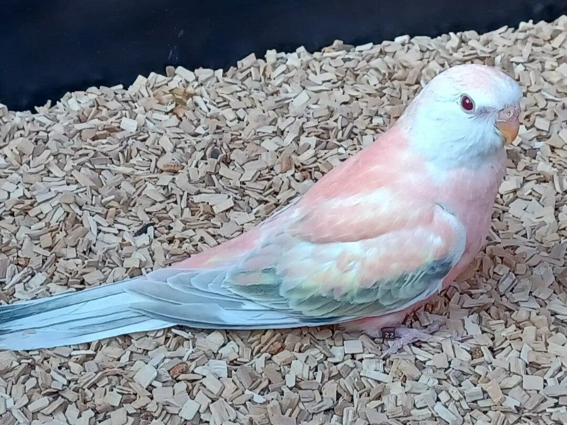 Bourkesittich Henne Palefalbe Opalin