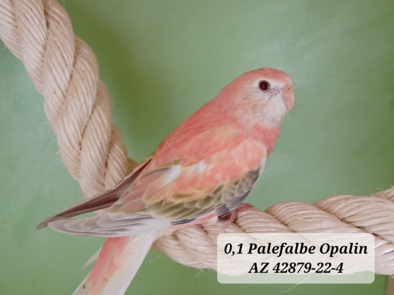 Bourkesittich Henne Palefalbe