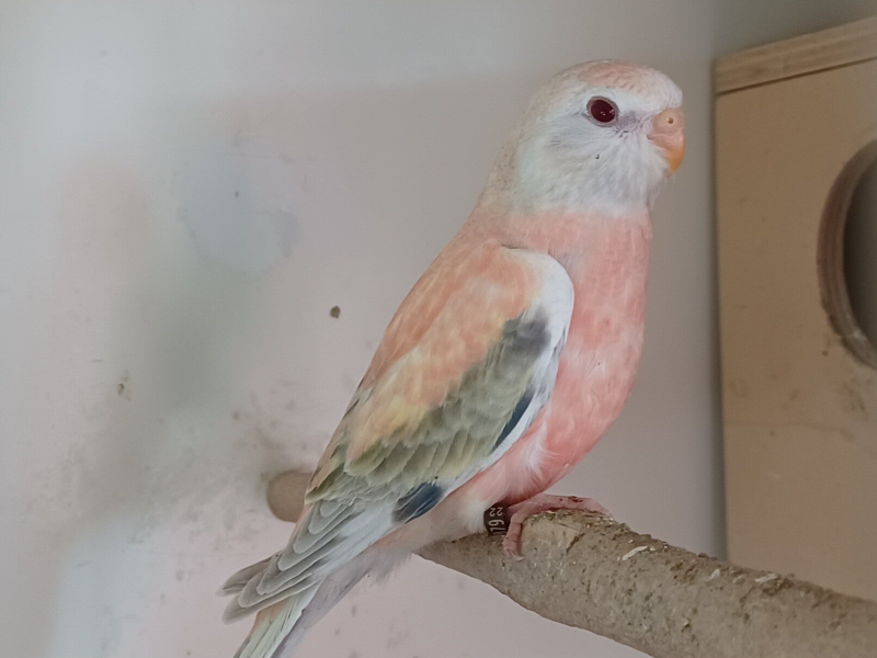 Bourkesittich Henne Falbe