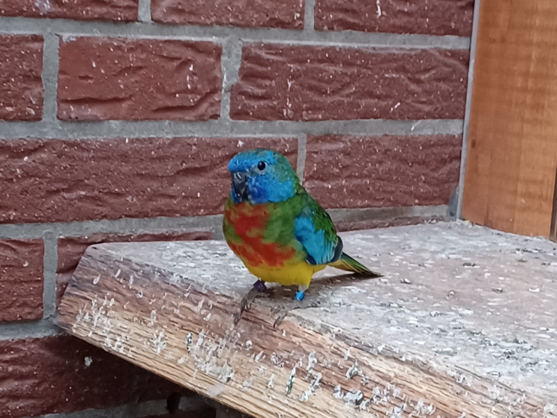 Glanzsittich wildfarbe