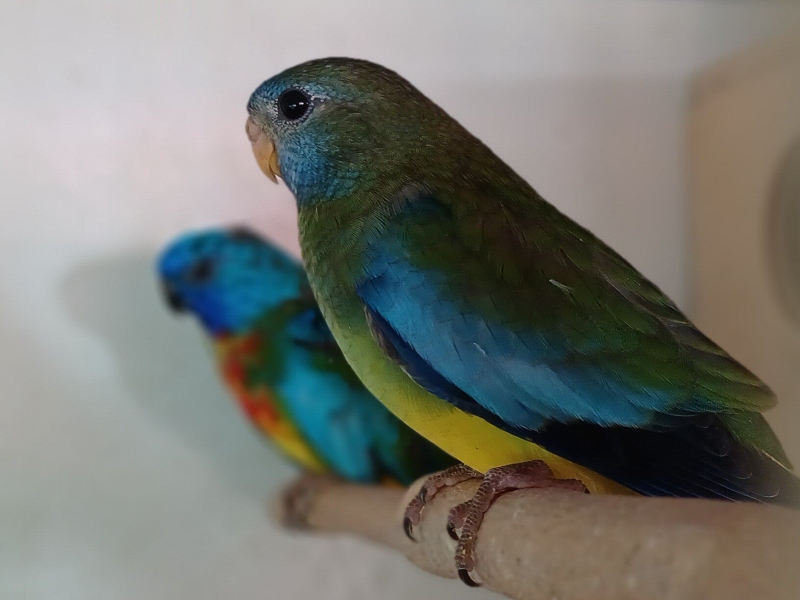 Glanzsittich Henne natur