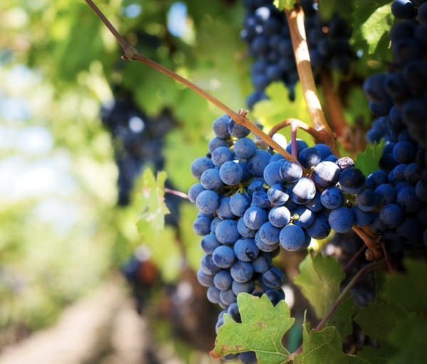 5 Bottles of Local Wine