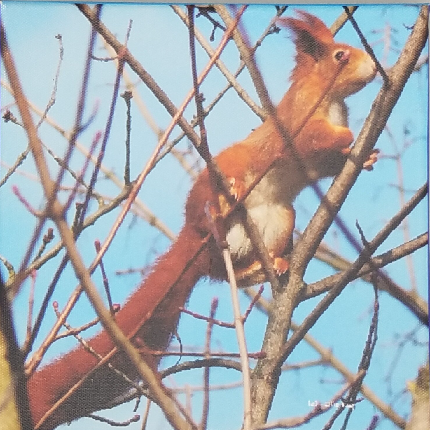 Keilrahmenbild "Eichhörnchen"