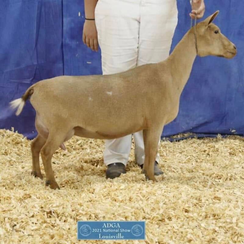 sd-winning-streak-cm-marigold-6m-veev89-1xgch-1xbis-pictured-at-2-weeks-fresh-as-a-ff-pc-to-winning-streak-standard.jpg