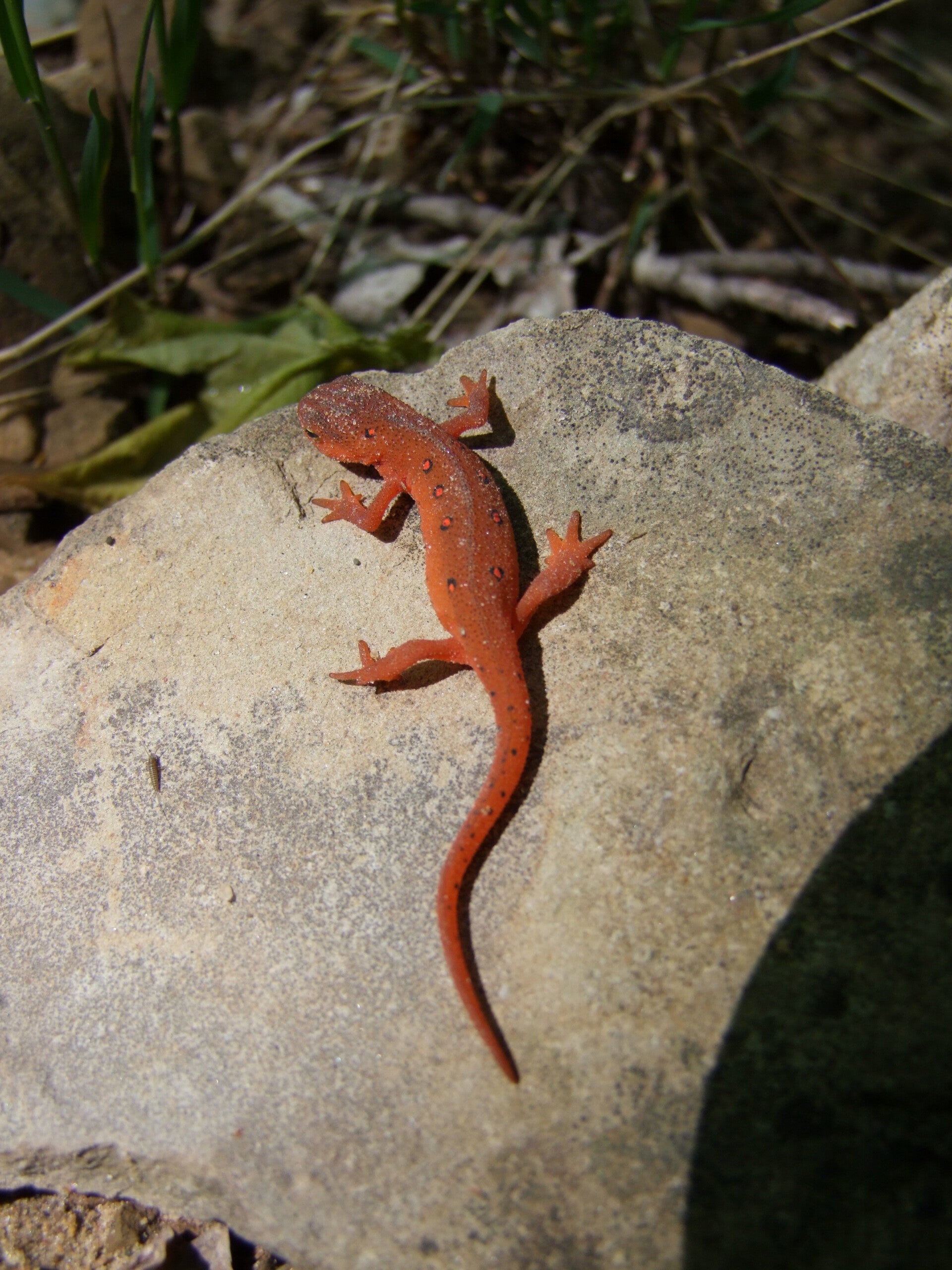 Eastern Newt