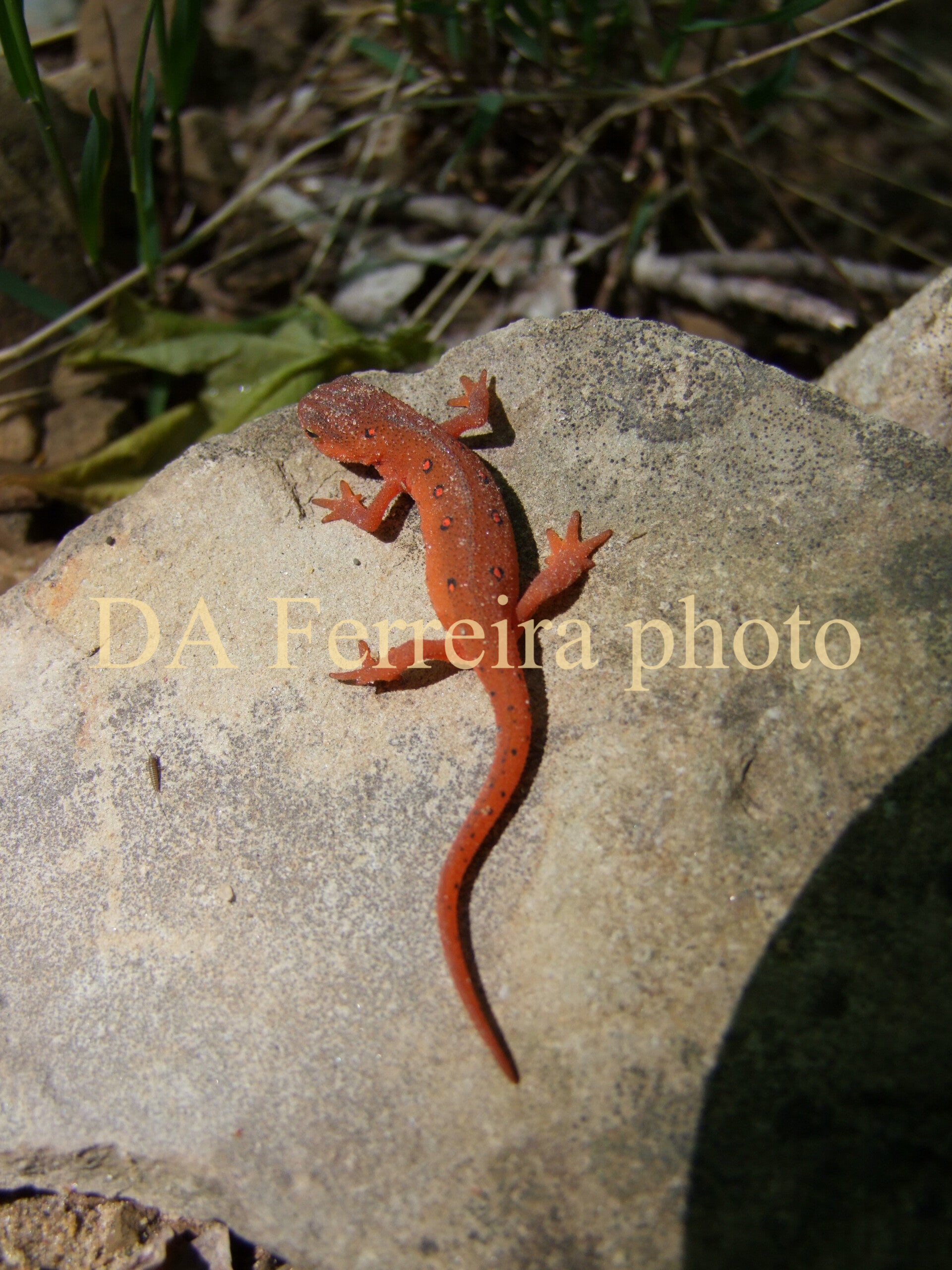 Eastern Newt