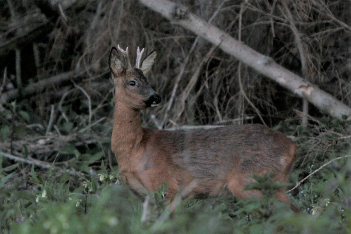 ree / zoogdieren / natuur | corfo