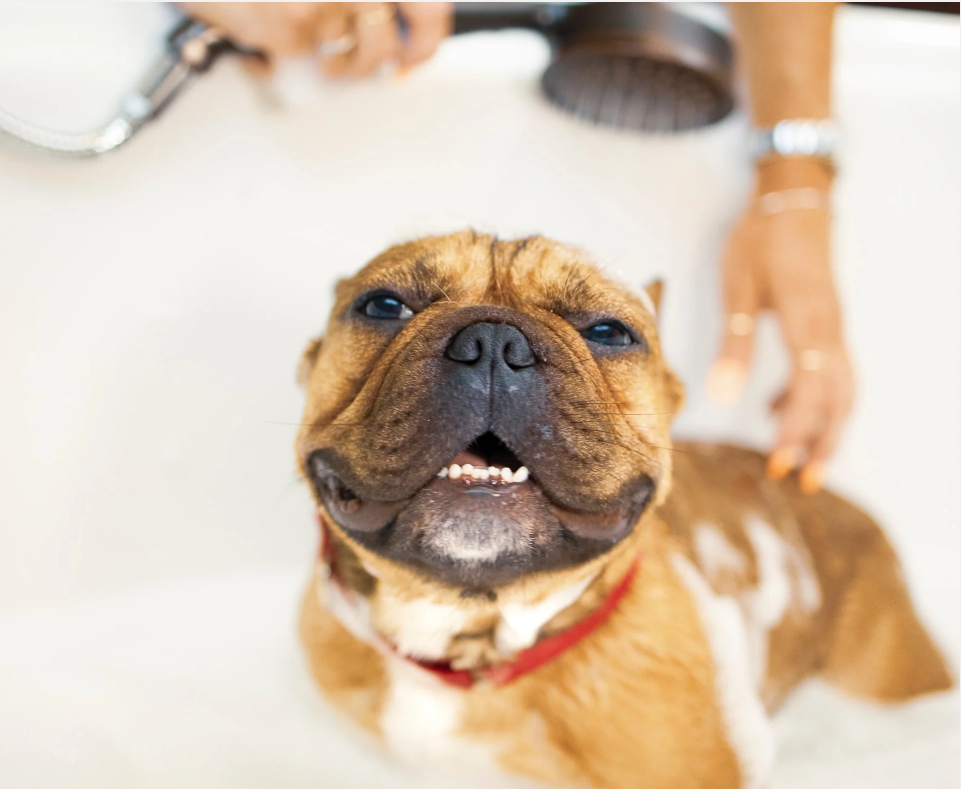 Dog receiving gentle bath at home