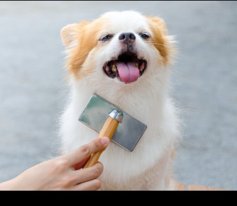 Dog receiving gentle de-shedding at home