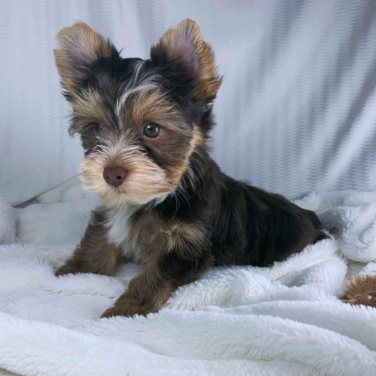 The Yorkie Ripper Nobbys NOLA Yorkies