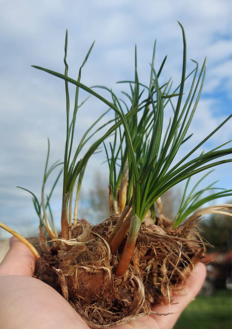 Découverte du safran le samedi 31 janvier 2026 de 10h à 12h