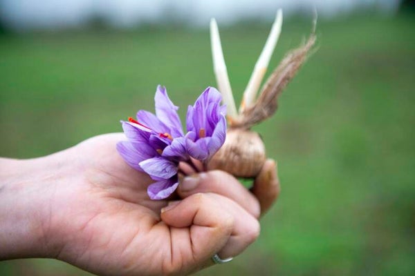 Bulbes de safran gros calibres (diamètre supérieur à 3,2 cm)