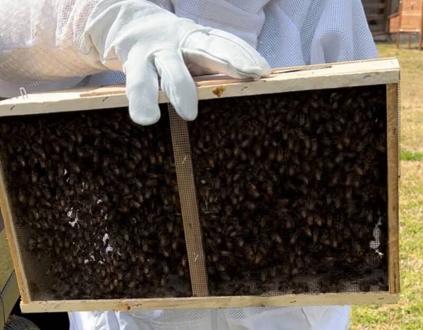 Bee Package