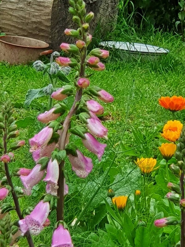 🌿Wildkräuter am Wegesrand