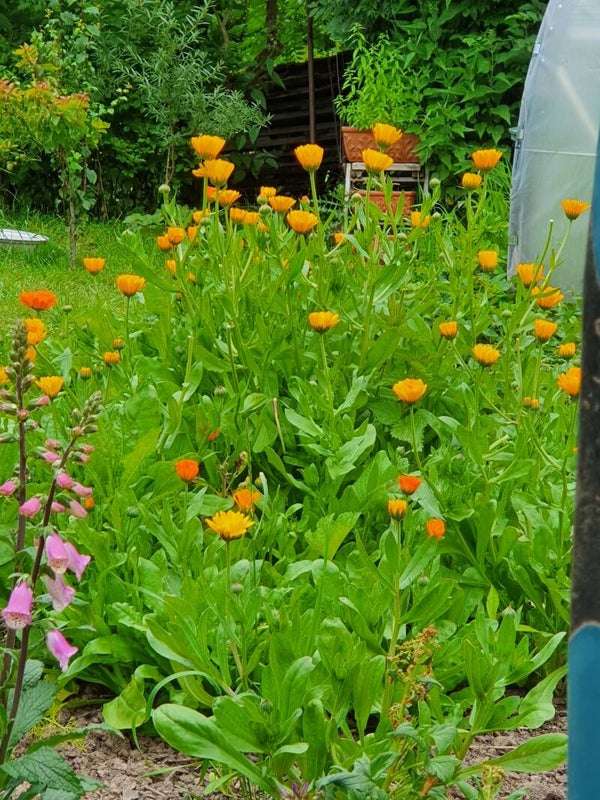 🌿Frühlingskräuter entdecken & verarbeiten