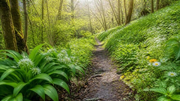 🌱 Frühlingswanderung – Die wilde Kräuterküche erwacht