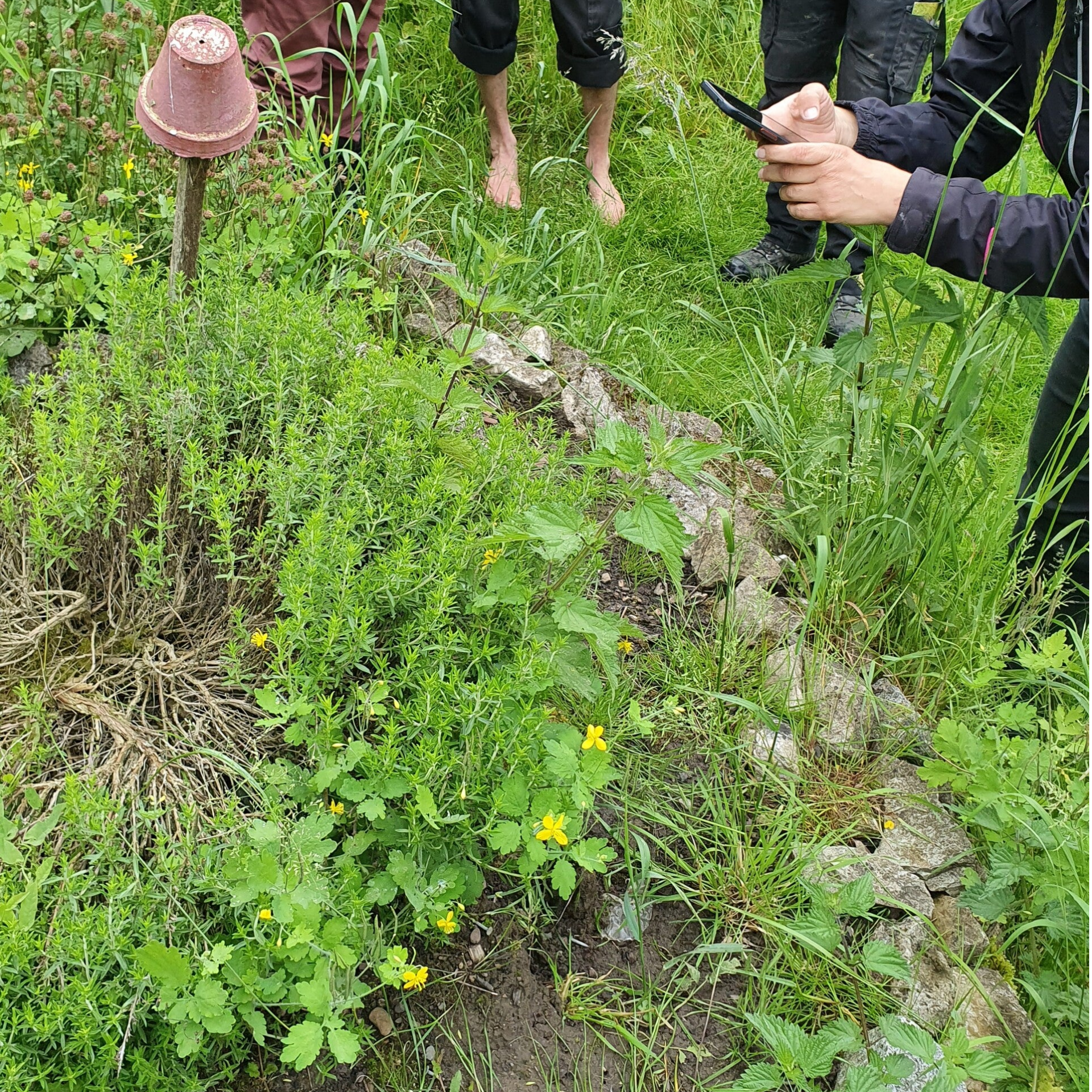🌿Sommerkräuter – Duft & Verarbeitung