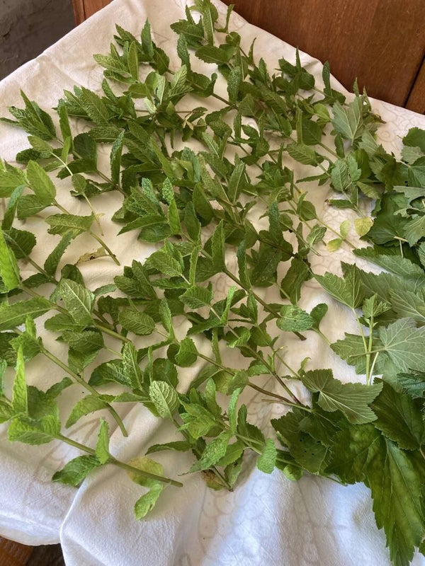 🌿Sammeln · Trocknen · Verarbeiten