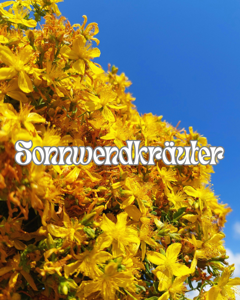 ☀️ Kräuterwanderung „Johannistag – Kräuter zur Sonnwend“  Samstag, 27. Juni 2026
