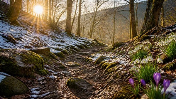 🌿 Zwischen Winter & Frühling