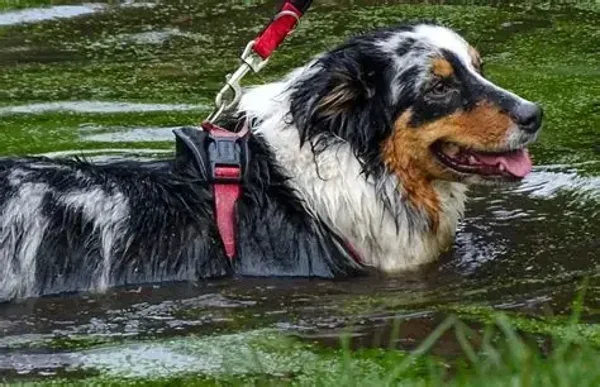 Koppelrun 2 deelnemers + max 2 honden