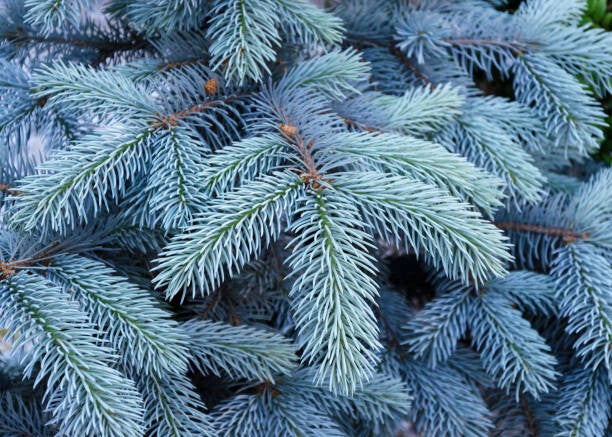 Blue Spruce