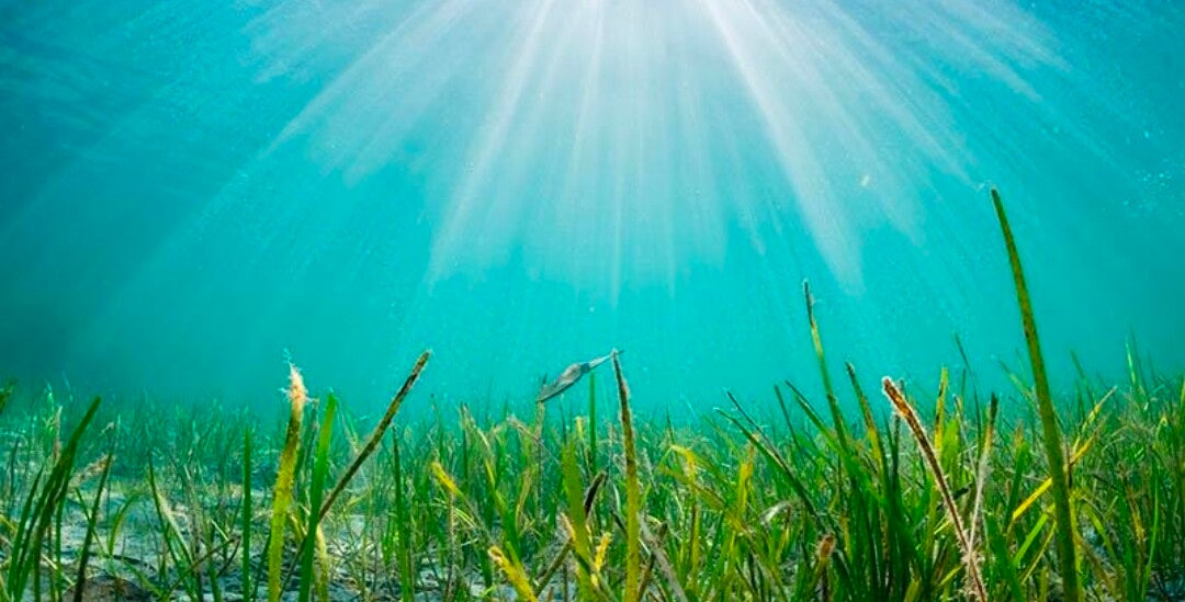 Coastal Seagrass