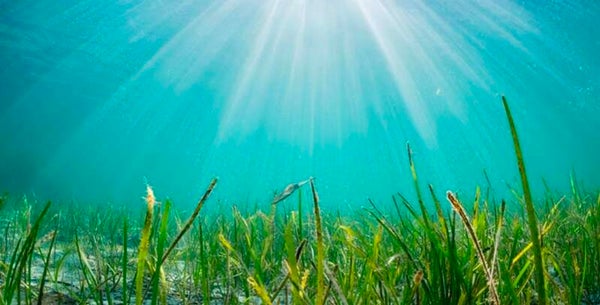 Coastal Seagrass