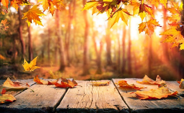 Fallen Leaves