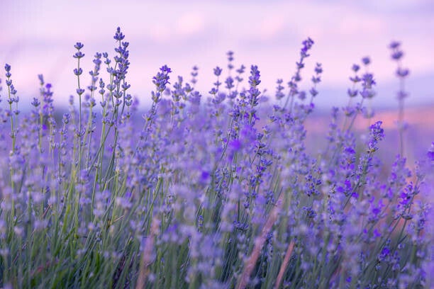 Lavender