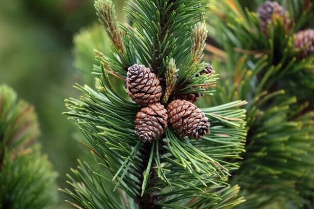 Mountain Pine