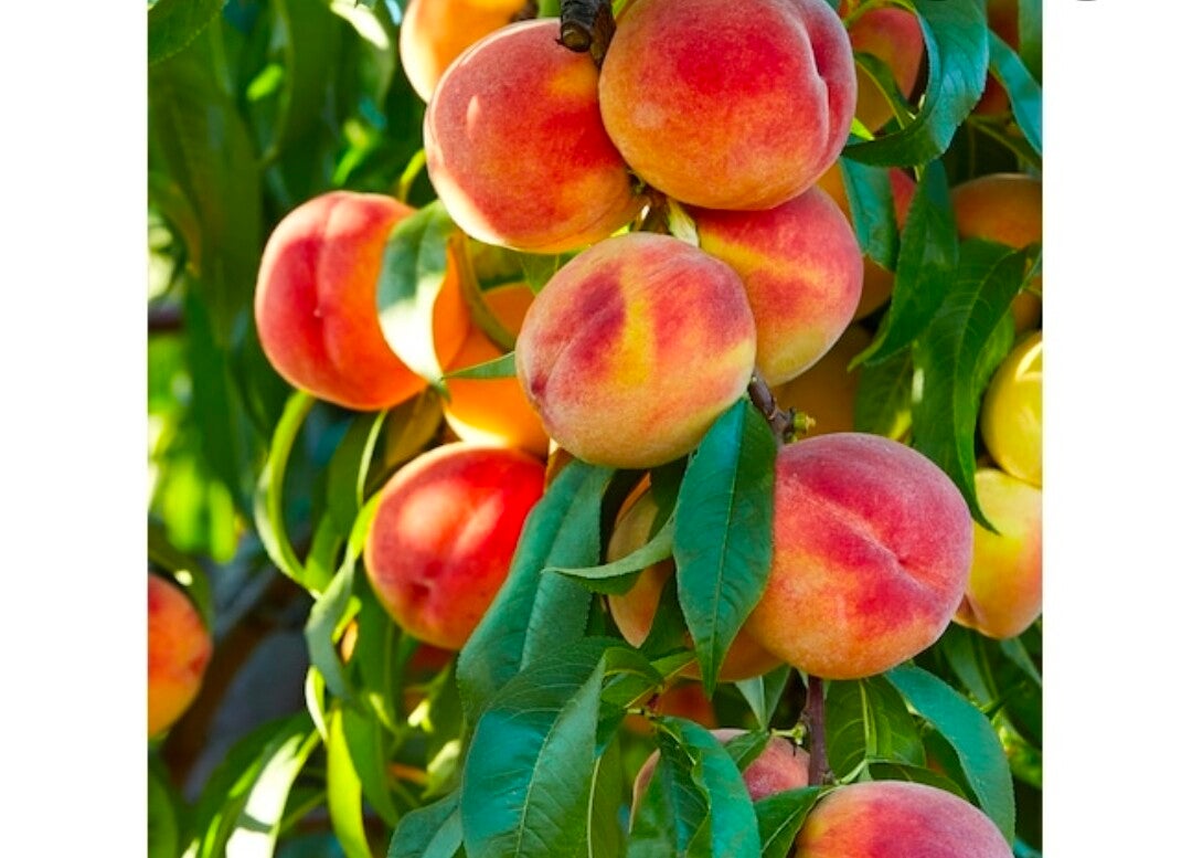 Perfect Peach