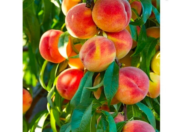 Perfect Peach