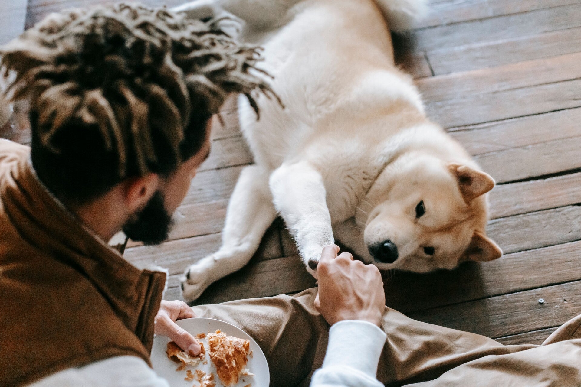 What Dogs Should Never Eat