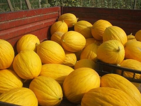 Pedana Meloni Gialli CAT.1 50KG