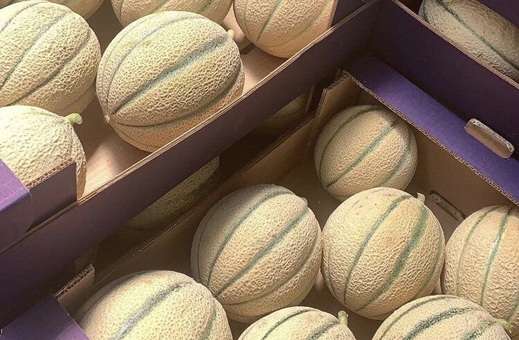 Pedana 50Kg Melone Retato CAT.1