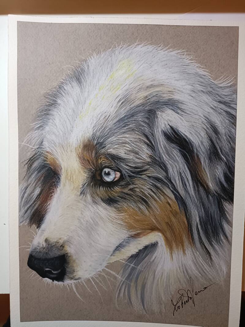 Ritratto cane con matite a olio