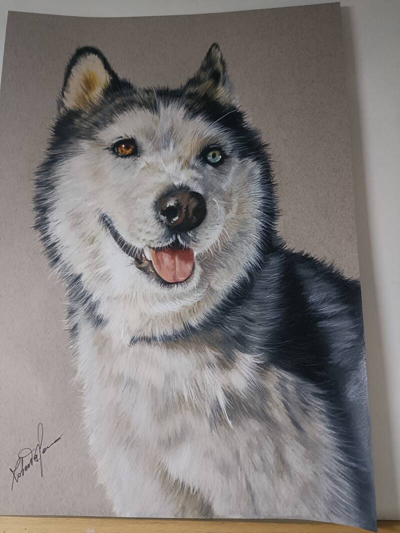 ritratto cane