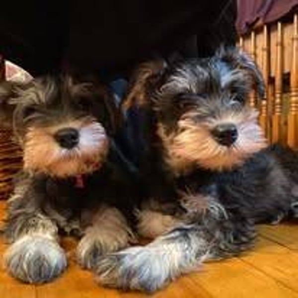 chiens 1