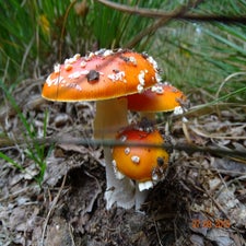 DSC00113.jpg