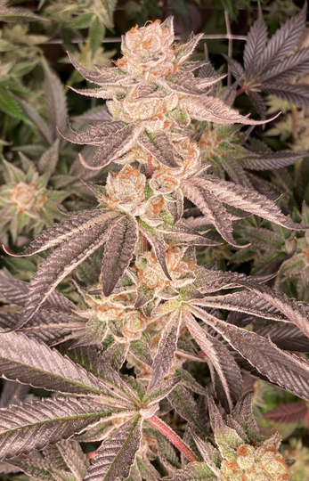 Platinum OG 5x Seeds
