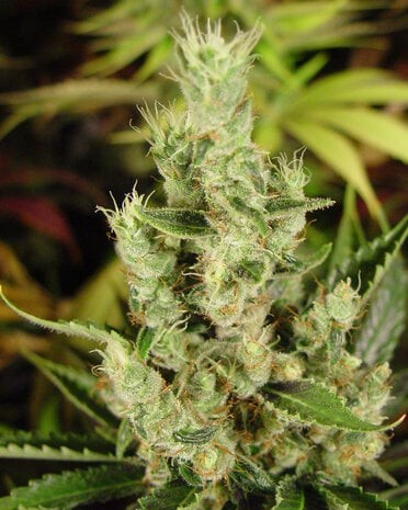 Amnesia 5x seeds