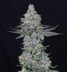 Animal Mints 1x Seed