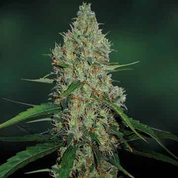 G13 5x seeds