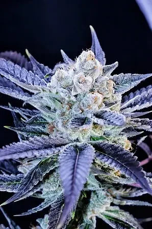 Haters Killah 3seeds